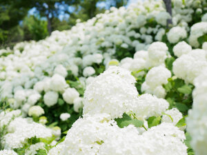 Hydrangea Arborescens 'Annabelle'